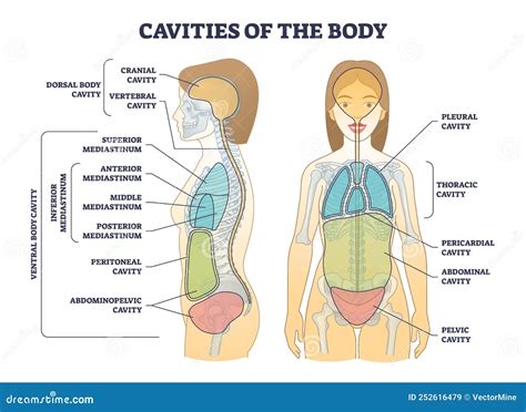 Dorsal And Ventral Body Cavities For Internal Organs Or Viscera Vector ...