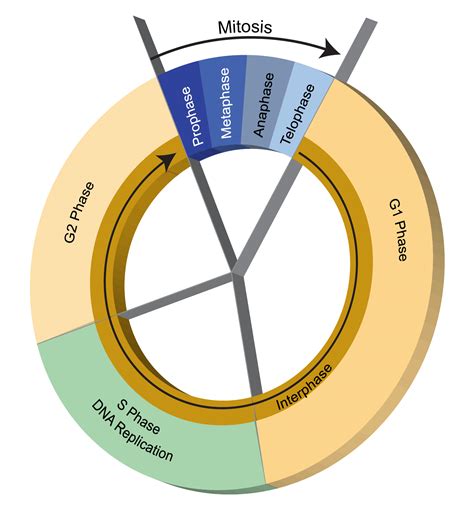 Cellular Cycle | Hot Sex Picture