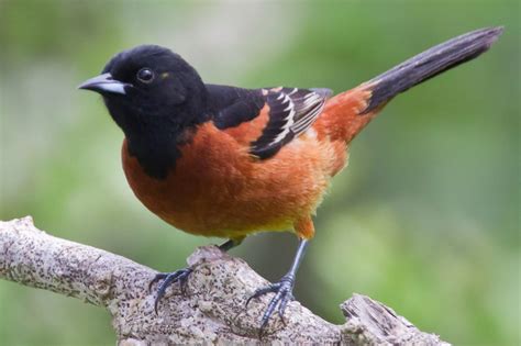 Orchard Oriole (Icterus spurious) | Oriole bird, Backyard birds, Birds ...