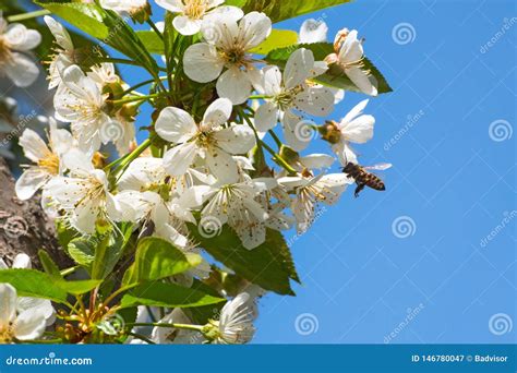 Honey Bee, Pollination Process Stock Image - Image of pollinating ...