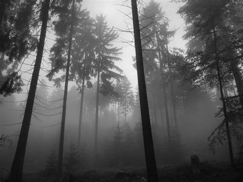 Bosque de Niebla fondos de pantalla | Bosque de Niebla fotos gratis ...