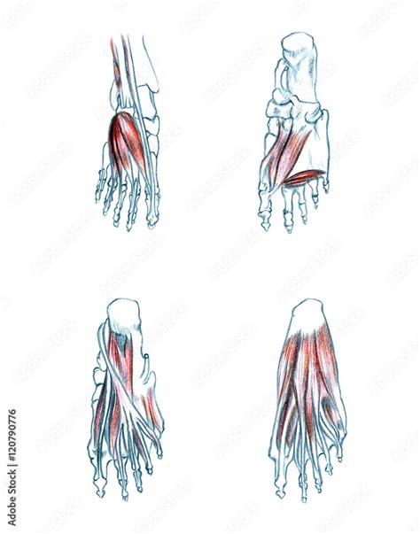 Hand drawn medical illustration drawing with imitation of lithography ...