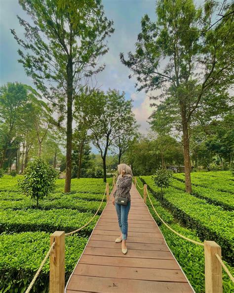 Tea Bridge Gunung Mas Puncak Lokasi Harga Tiket Terbaru - Wisata Milenial