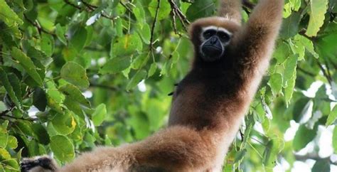 Species in news: Hoolock Gibbons - Civilsdaily