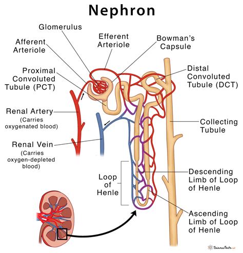 Nephron: Definition, Parts, Structure, & Functions, with Diagram