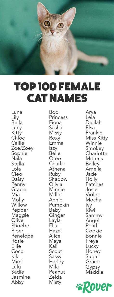 Top 250+ Female Cat Names | Girl cat names, Cute cat names, Kitten names