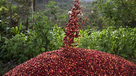 Why Guatemala's Coffee Is So Special