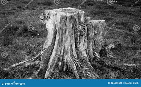 Very Old Rotting Tree Stump on New Zealand Farm Stock Photo - Image of ...