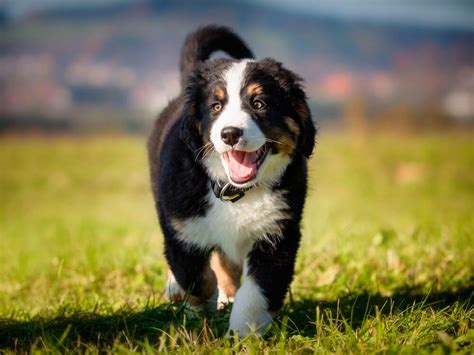 The 8 Large Dog Breeds That Make the Best Pets | UK Pets