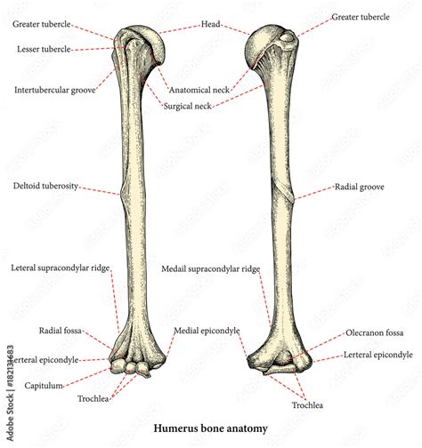 Anatomy of upper human arm bones hand drawing vintage style,Human ...