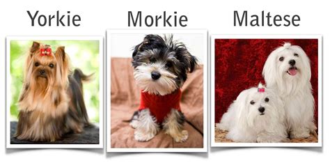 How big is a full grown Morkie? | ABOUT MORKIES