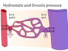 64 Best Pharmacology tricks images | Pharmacology, Nursing students ...