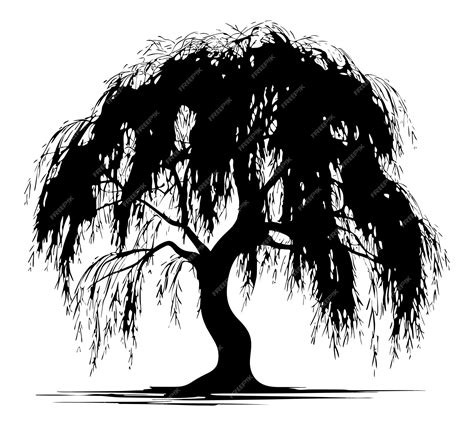 Willow Tree Silhouette Artistic Illustration of a Graceful Tree ...