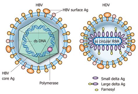 Hepatitis D Virus Structure