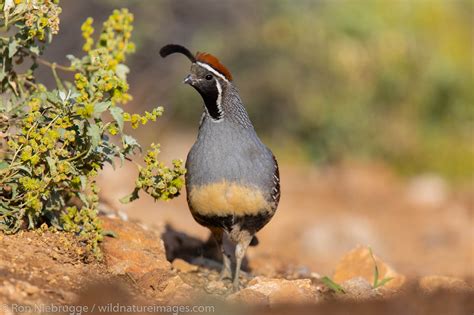 Gambel's Quail | Photos by Ron Niebrugge