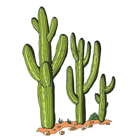 Royalty Free Saguaro Cactus Clip Art, Vector Images & Illustrations ...