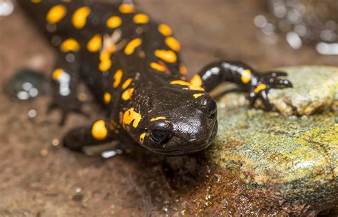 Difference Between Newts And Salamanders