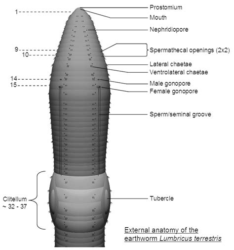 Earthworm-A detailed look anyone from a student to a bankruptcy lawyer ...