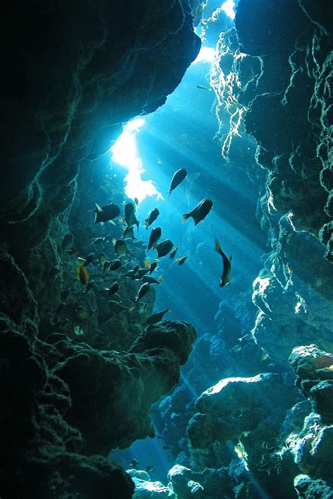 Cave | Joost van Uffelen | Ocean life, Underwater world, Underwater ...