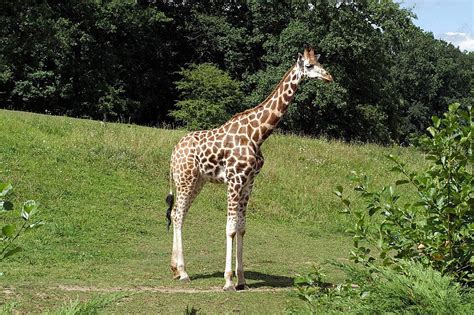 Giraffe Neck Spotted Africa Photo Background And Picture For Free ...