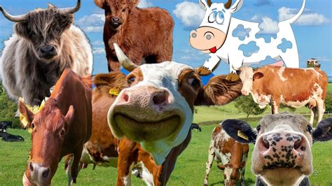 cow and calf sounds with facts|Cow Video With Mooing Sound |baby cow ...