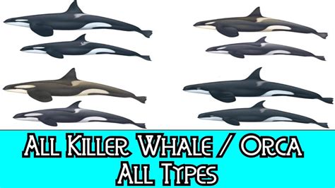 All Killer Whale / Orca - All Types - YouTube