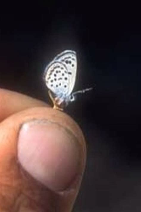 The Baton Blue Butterfly the world’s smallest butterfly, no larger than ...