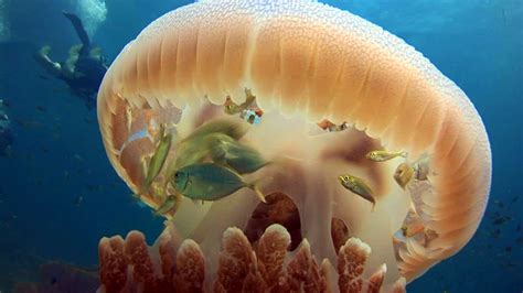 Baby fish hide from predators under a jellyfish's translucent bell ...