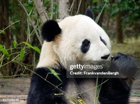 Panda Eating High-Res Stock Photo - Getty Images