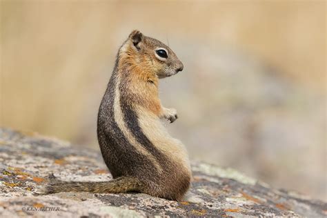 COLORADO WILDLIFE GALLERY - trogontours.net