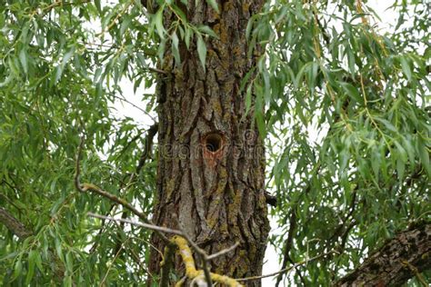 Hollow Hollowed Out in a Tree Trunk in the Forest Stock Image - Image ...