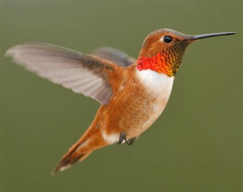 Rufous Hummingbird Migration Range, Diet, Facts, Pictures