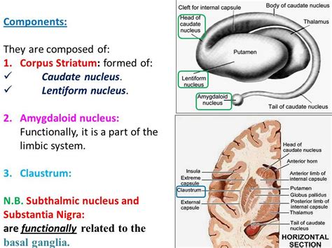 Caudate Nucleus, Internal Capsule, Phrenology, Limbic System, Clefts ...