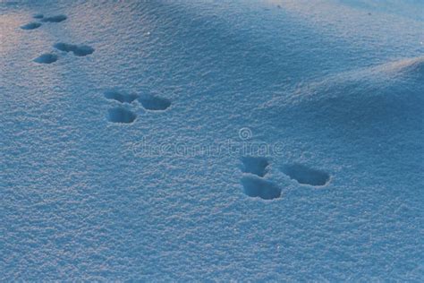 Snowshoe Hare Tracks