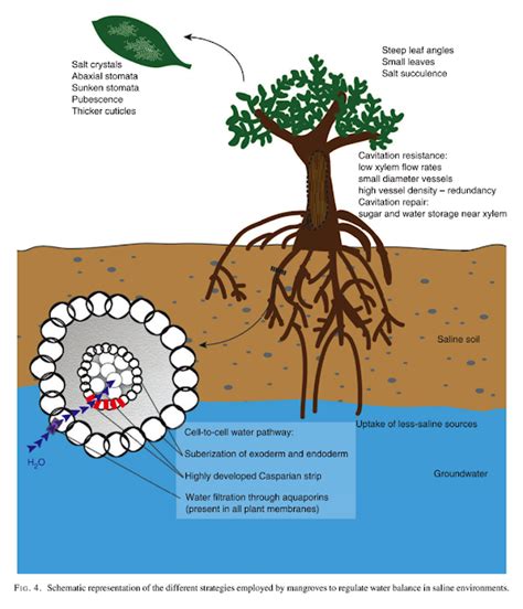 Remarkable Physiology: Mangrove crash course: The remarkable ...