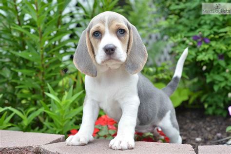 Beagle puppy for sale near Cleveland, Ohio. | 56db906f-13d1