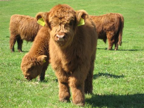 File:Highland Cattle 4.jpg - Wikimedia Commons