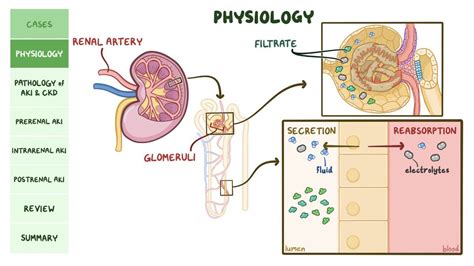 Renal failure: Pathology review: Video & Anatomy | Osmosis