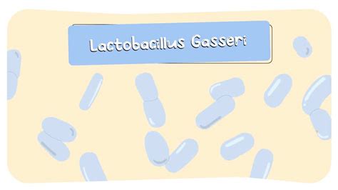 5 Lactobacillus Gasseri Health Benefits: Digestive and Nasal ...