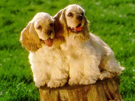 American Cocker Spaniel - Puppies, Rescue, Pictures, Information ...