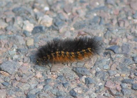 fuzzy black and orange caterpillar - Estigmene acrea - BugGuide.Net