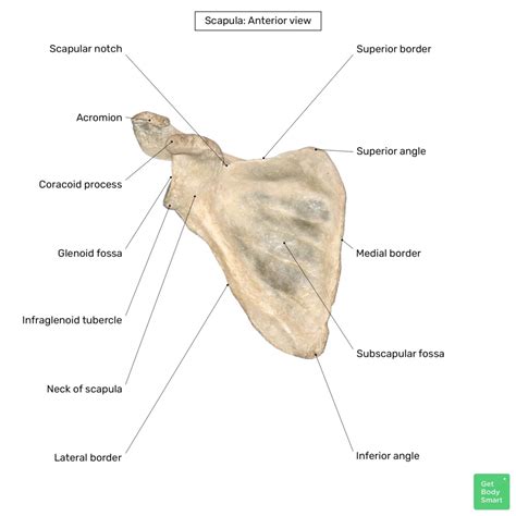 EXPERTS CORRECTLY LABEL Scapula Features - Anatomy Expertise Unveiled!