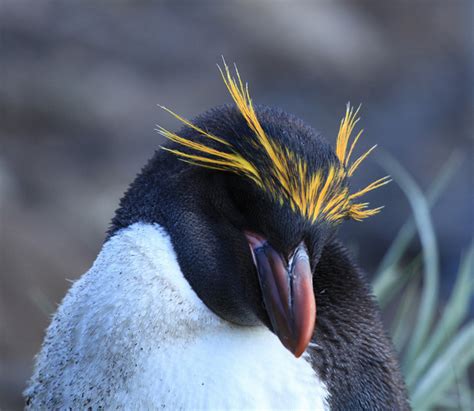 Top 10 Spectacular Birds of Antarctica | HubPages