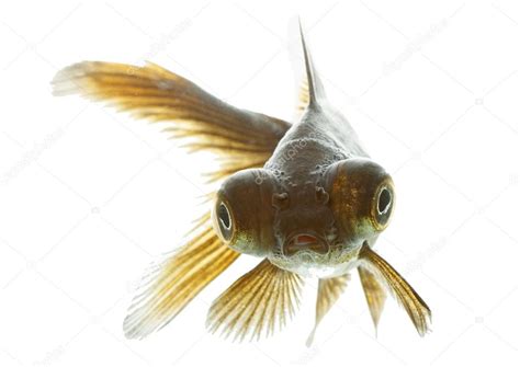 Telescope fish — Stock Photo © jesue92 #59225835