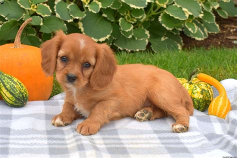 Cody | Greenfield Puppies | Puppies, Beaglier puppies for sale, Puppies ...