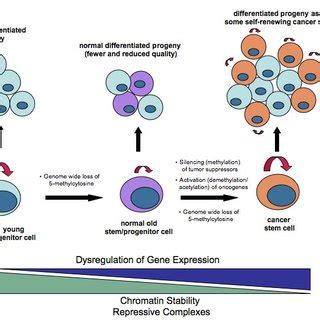 2 Epigenetic changes that accompany aging and tumorigenesis. | Download ...