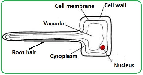 Root Hair Cell Diagram - HoldenaxGriffin