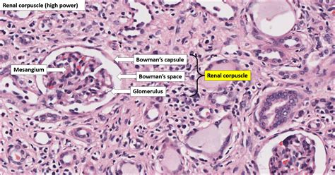 Kidney – Normal Histology – NUS Pathweb :: NUS Pathweb