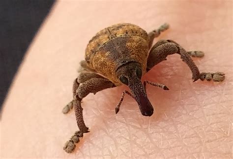 Weevil from Australia - What's That Bug?