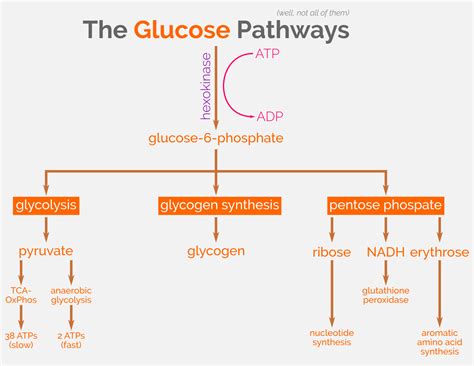 glucose pathways and G6PD | Caspershire Meta